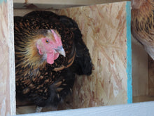 Load image into Gallery viewer, Mini Phoenix Chicken Coop
